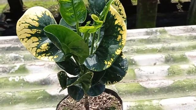 Tanaman Hias Puring Poering Croton Apel Ekor Merak #shorts #perkebunanpuring смотреть онлайн