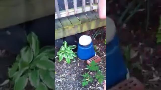 Cale vs squirrel смотреть онлайн