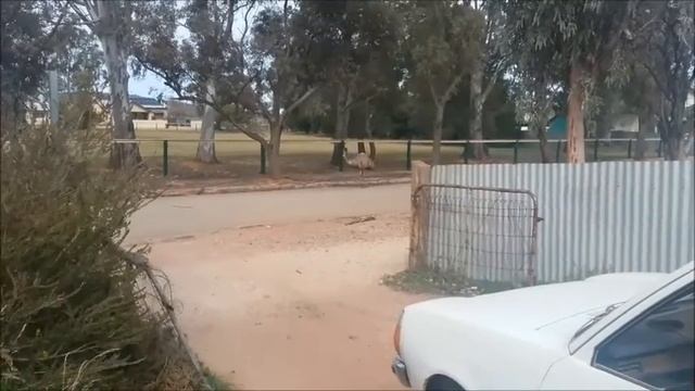 An EMU walking past my place. 15-08-2018 смотреть онлайн