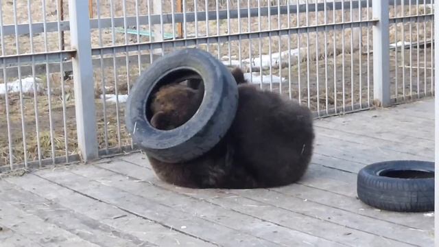Потапка и Тонечка смотреть онлайн