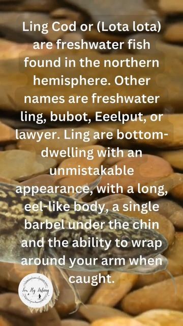 What is a Ling Cod? смотреть онлайн