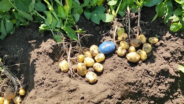 Картофель готов к уборке! смотреть онлайн