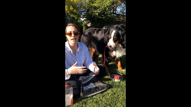 5 Things you can do with your dog ft Dr. Kristen from OSU PT.2 (Week 2: Tuesday 6th-8th) смотреть онлайн