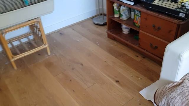 All pets are happy. Все животные счастливы. смотреть онлайн