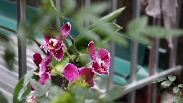 Raindrops On Orchids (Капли дождя на орхидеях)