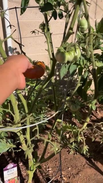 Harvesting my First Beefsteak tomato смотреть онлайн