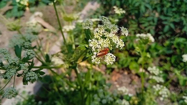 опасность жуков на петрушке смотреть онлайн
