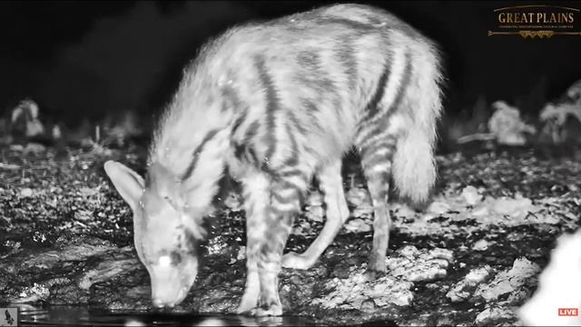 ol Donyo Kenya ~ Striped Hyena! June 26, 2023 смотреть онлайн