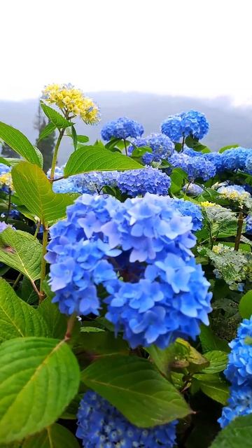 Beautiful flowers blossoming/nature status/#shorts #reels/flowers#trending love status❤️ смотреть онлайн