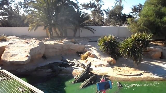 Тунис. Остров Джерба. Крокодиловая ферма. Кормление крокодилов.