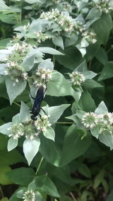 Large, black solitary wasp on blunt mountain mint, part #3 смотреть онлайн