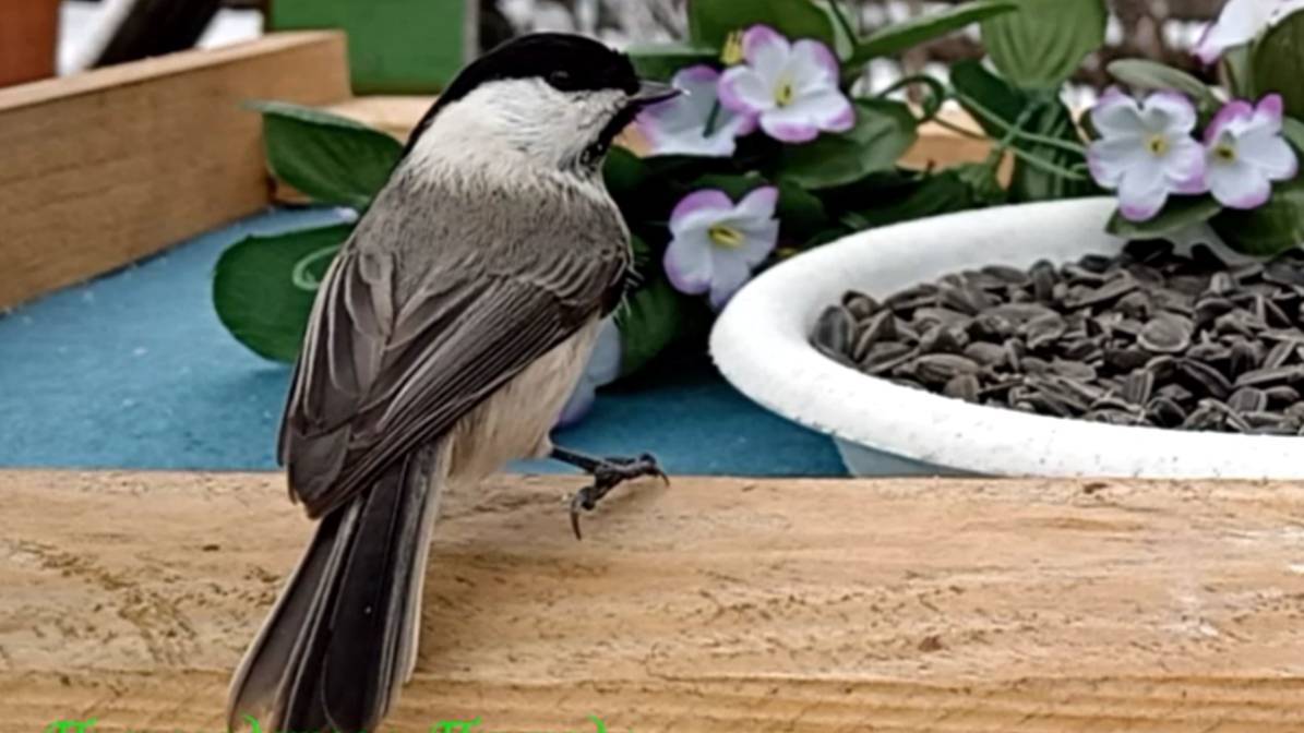 Буроголовая Гаичка посещает кормушку смотреть онлайн