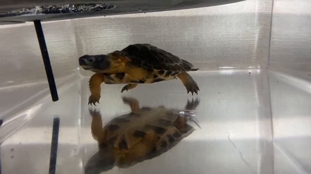 モリイシガメ（英名：Wood turtle　学名：Glyptemys insculpta）2019CB смотреть онлайн