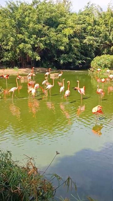 Фламинго в парке VinPerl, Нячанг смотреть онлайн