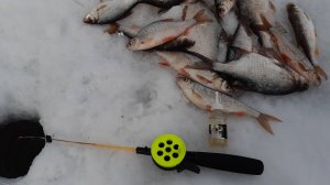 Всё о ловле леща