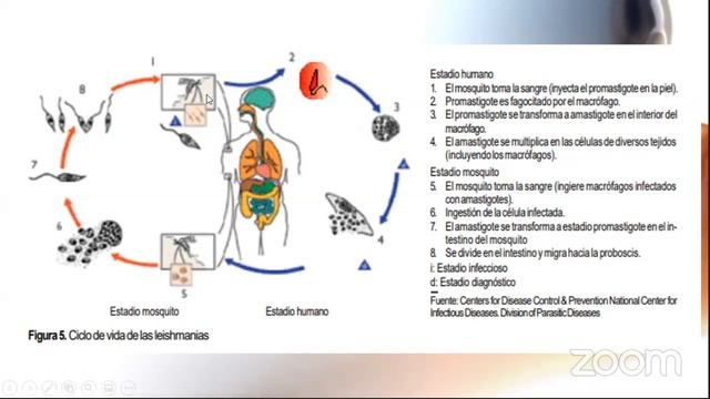Antiparasitarios 3ra Parte (Antichagásicos - Antileishmaniásicos) - SOCIEMCA смотреть онлайн