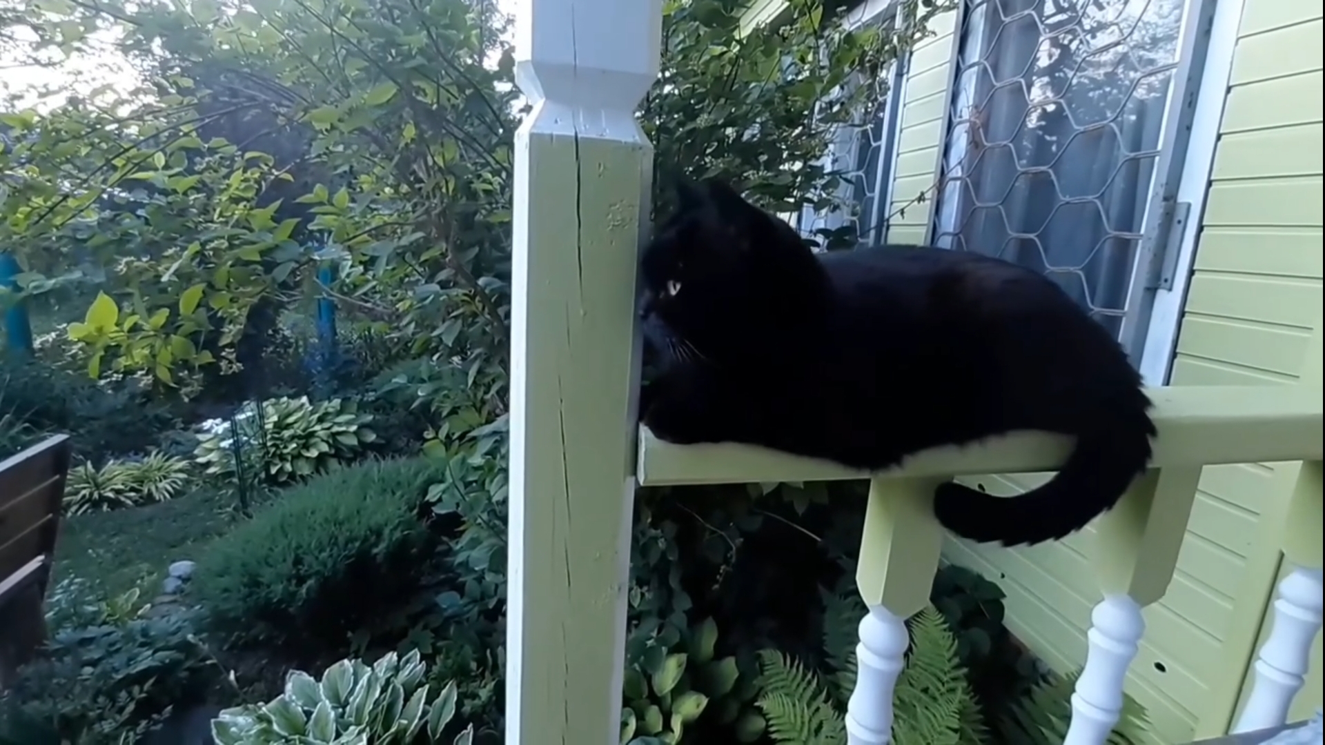 Стрижка ивы. Розы, клематисы. Белла отказывается ехать домой. смотреть онлайн