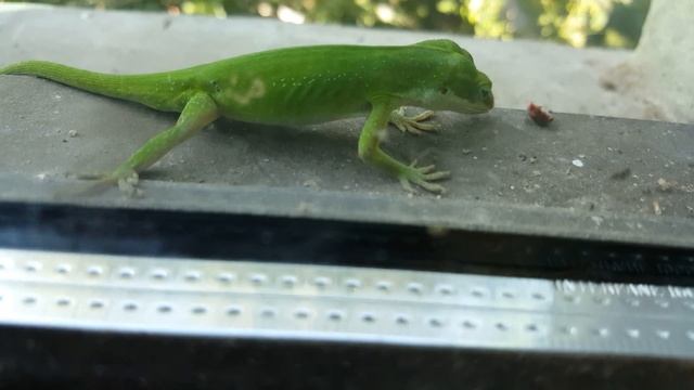 Lagartija verde смотреть онлайн