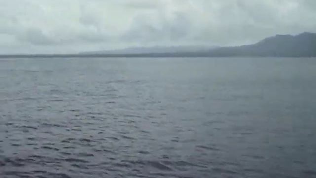Copia de False killer Whale, Falsas Orcas, Parque Nacional Corcovado, Costa Rica смотреть онлайн