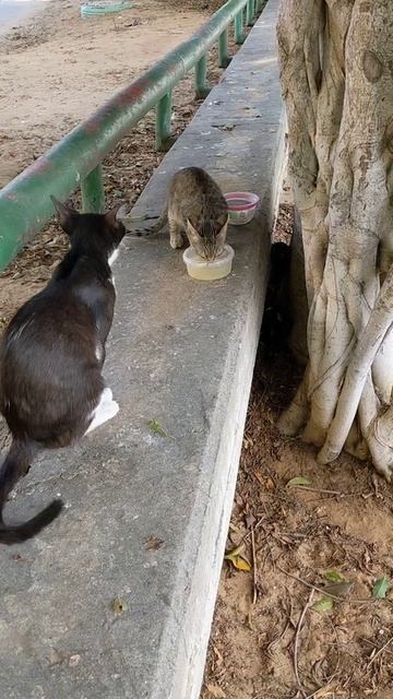 Бездомный 🐈 котенок ест куриный суп 😻 Feral kitten eat soup 😺 Kucing lucu 猫 Gatos graciosos 面白い猫 смотреть онлайн