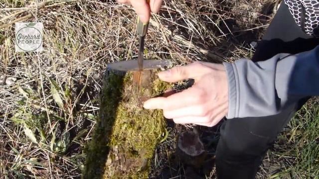 DIY Grafting Techniques for Fruit Trees with Bark Grafting смотреть онлайн