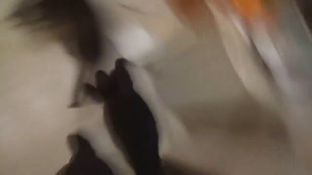 Кот испугался огурца смотреть онлайн