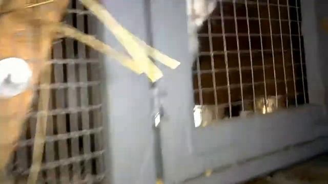 Ночной обзор + рекомендация на хороший канал ! Пополнение в хозяйстве , малыши у Милы !!! смотреть онлайн