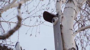 Установка веб-камеры на гнезде дальневосточного аиста в Березовском заказнике. 2021 г.