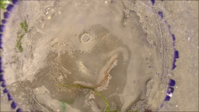 Grado polmone di mare (Rhizostoma pulmo) February 20, 2021 смотреть онлайн
