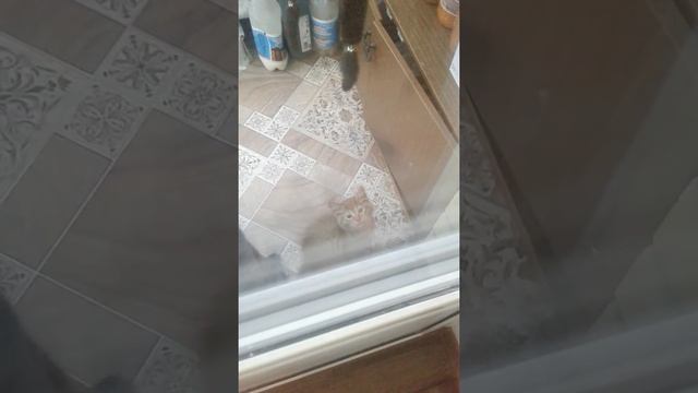 Котов на 2 минуты закрыл смотреть онлайн