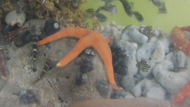 ヒトデだけで６種、展示飼育しています。マヒトデ、ムラサキヒトデ、スナヒトデ、アカヒトデ、オオアカヒトデ。これにヒメヒトデがどこかに隠れています。釣太郎みなべ店水槽は、多数のお客様が見入っておられます смотреть онлайн