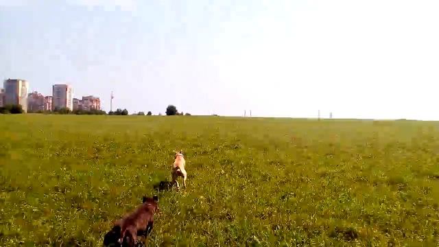 Tcenniy Prize Ninimusha 5y.old, http://ast-dog.ru смотреть онлайн