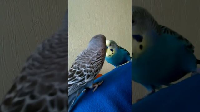 Попугай признается в любви смотреть онлайн