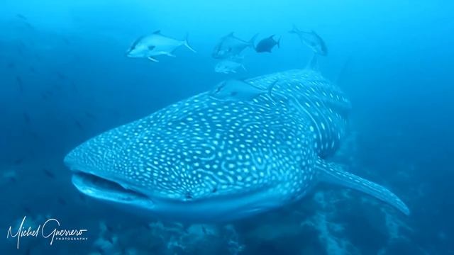 Galapagos DIVING Activities | Galagents смотреть онлайн