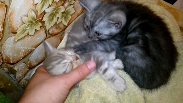 Танц музыка смотреть онлайн