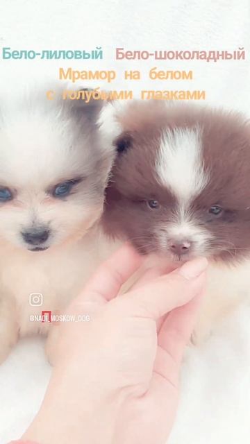 Шикарные парни в продаже💗 смотреть онлайн