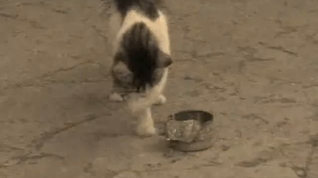 The CAT Eating With His 