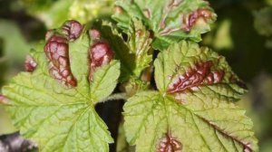 Галловая тля на смородине. КАК БОРОТЬСЯ??? #галловаятля #вредителисмородины #рекомендации