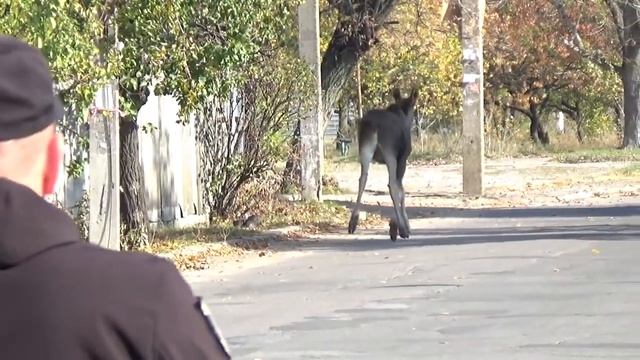 Лось в городе! По улицам Рубежного гулял лось смотреть онлайн