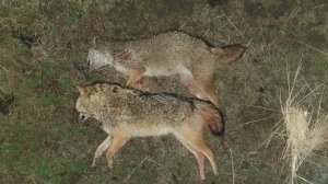 Борьба Александра с черной полосой при охоте на шакала в Ростовских степях. Прицел RikaNV MRS384LRF