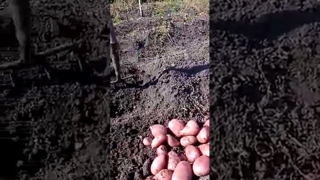 Отзыв о качестве картофеля смотреть онлайн