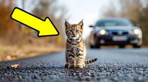 Маленький рысёнок, идущий за спасением. История из жизни.