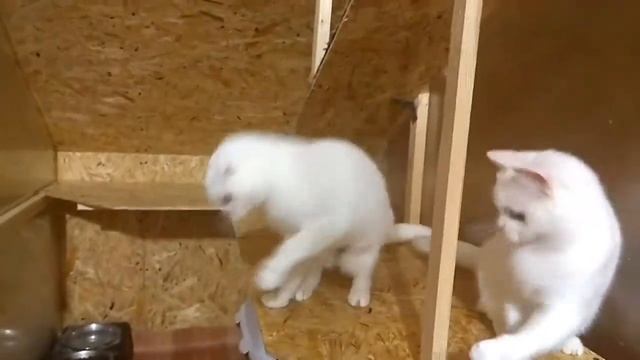Белоснежки кошечки. Продажа. смотреть онлайн