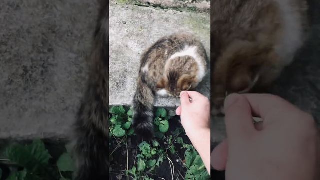 Красавица вышла погулять 🙈 смотреть онлайн