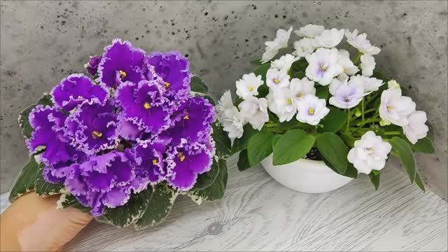 Фиалка Dn-Юная Француженка и ЛЕ-Крошка Смурф