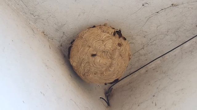 Ninho de Vespas asiáticas (Vespa velutina) смотреть онлайн