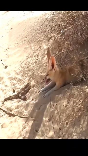 Little Fox eats Dangerous Snake || Wild Nature #shorts смотреть онлайн