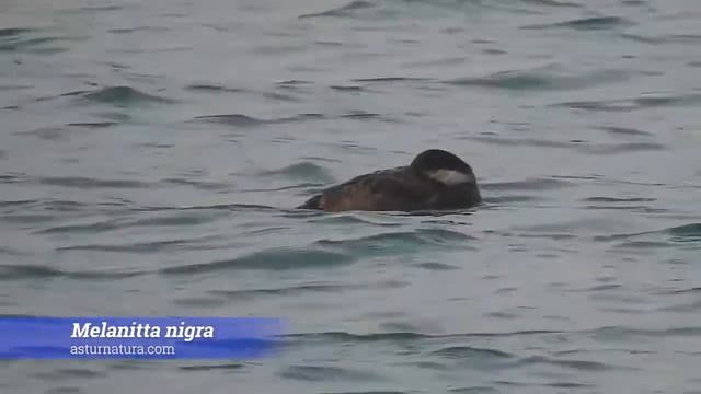 Negrón común (Melanitta nigra) смотреть онлайн