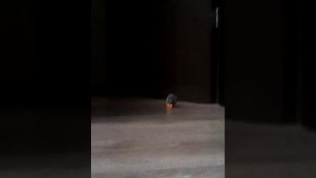 Попугай сходит с ума😂😂😂😎 смотреть онлайн