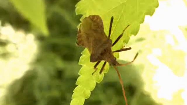 Coreus marginatus смотреть онлайн